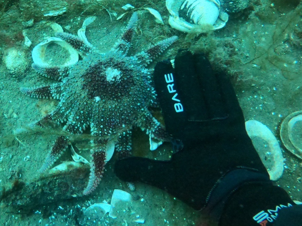 Ålegræsudplantning ved Biodyk&nbsp;Aarhus