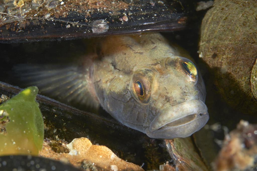 Ålegræsudplantning i Risskov