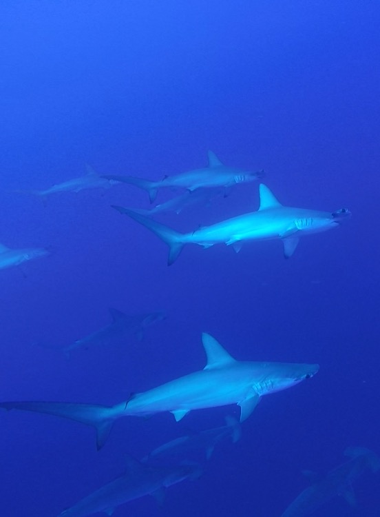 Ferie dykker hilsner fra Morten Benn – M/V TALA – Rødehavet