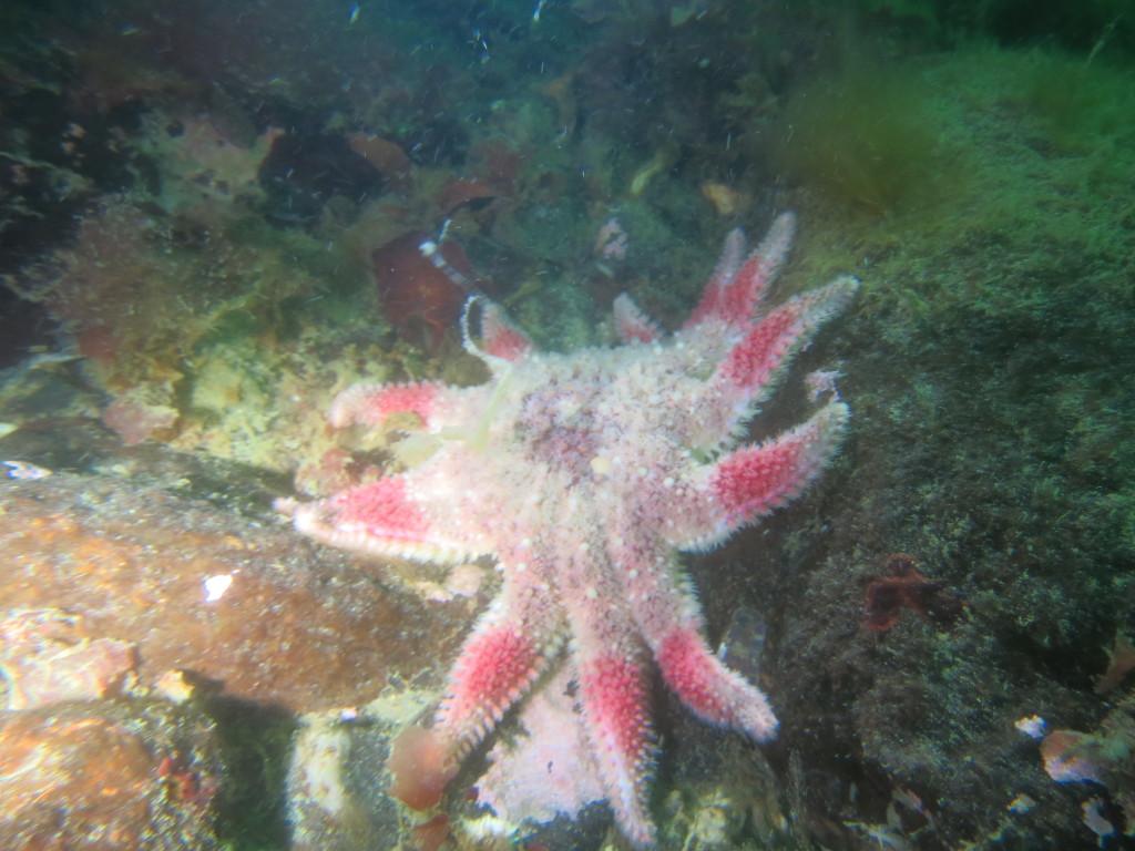 04-05 2016 Hummerrevet