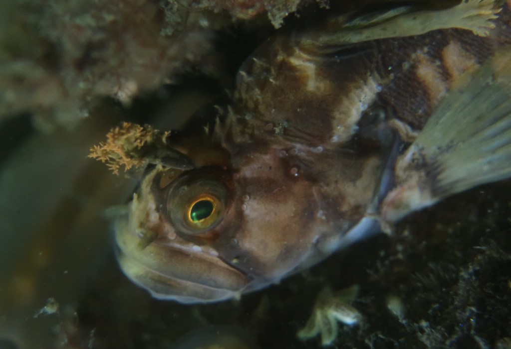 Tirsdagsdyk ved Sletterhage og Begtrup Vig  
