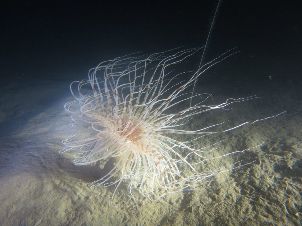 Lysekil december 2018