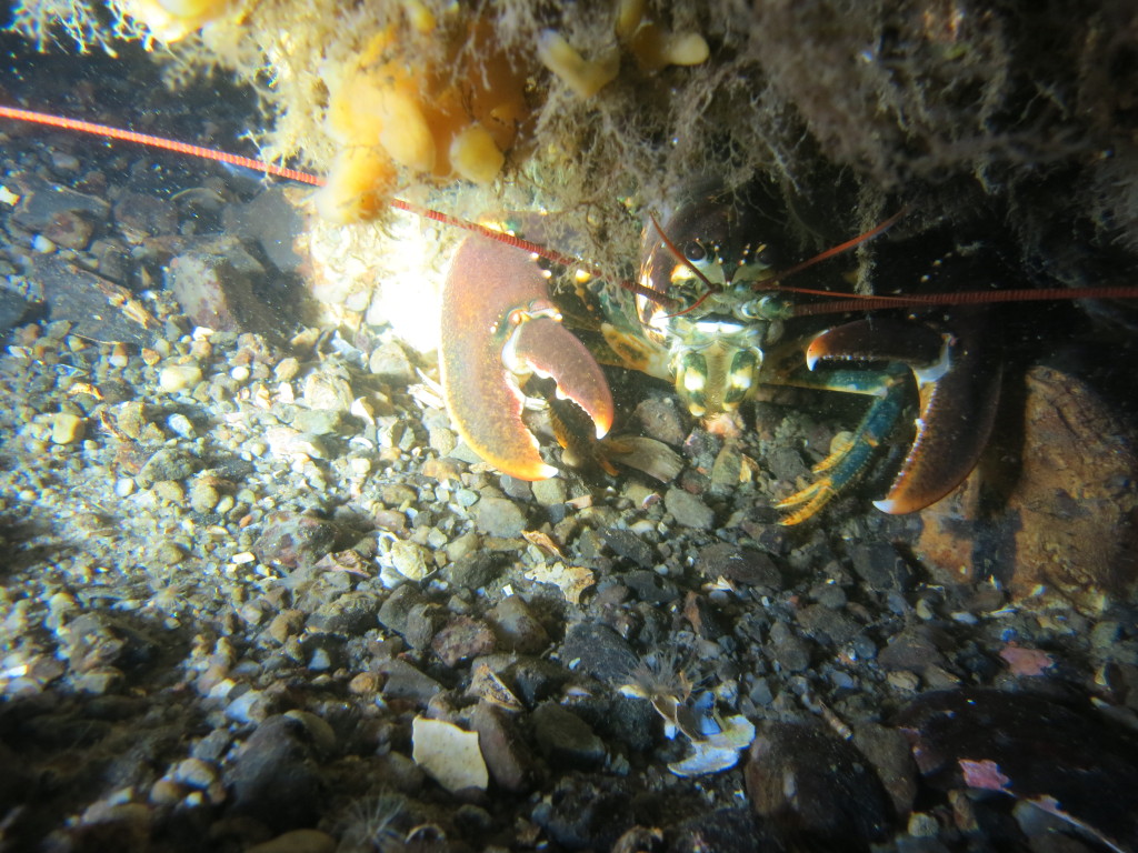 05-11 2015 Hummerrevet