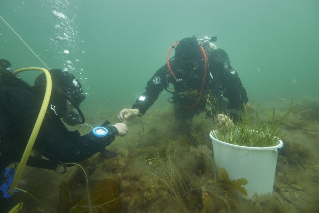 En dag med ålegræs og fællesskab hos&nbsp;Biodyk